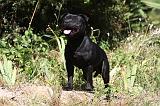 STAFFIE 372